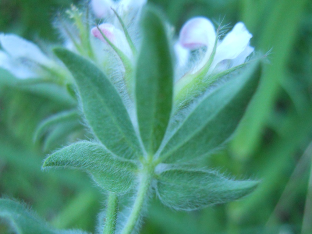 Lotus hirsutus (=Dorycnium hirsutum)